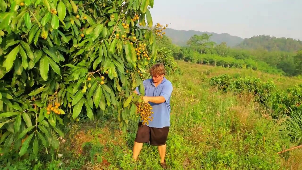 Lamyai Harvest