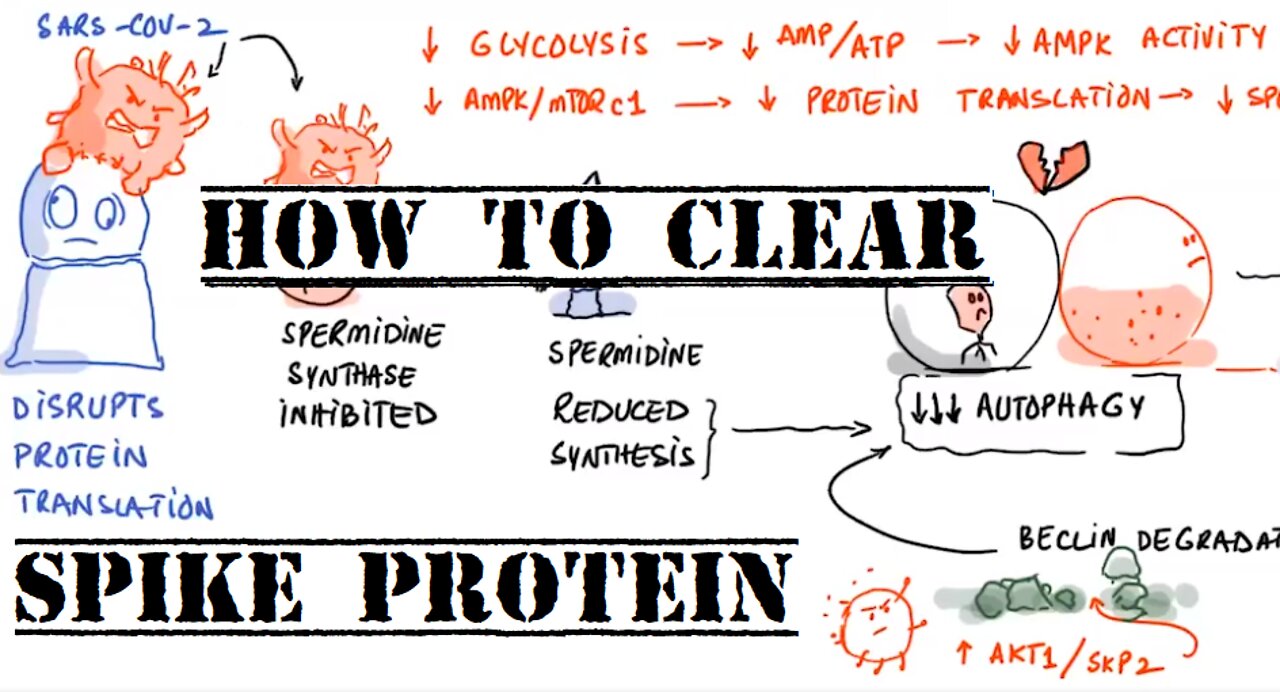 All About Autophagy and Clearing Spike Protein: FLCCC Weekly Update (July 13, 2022)