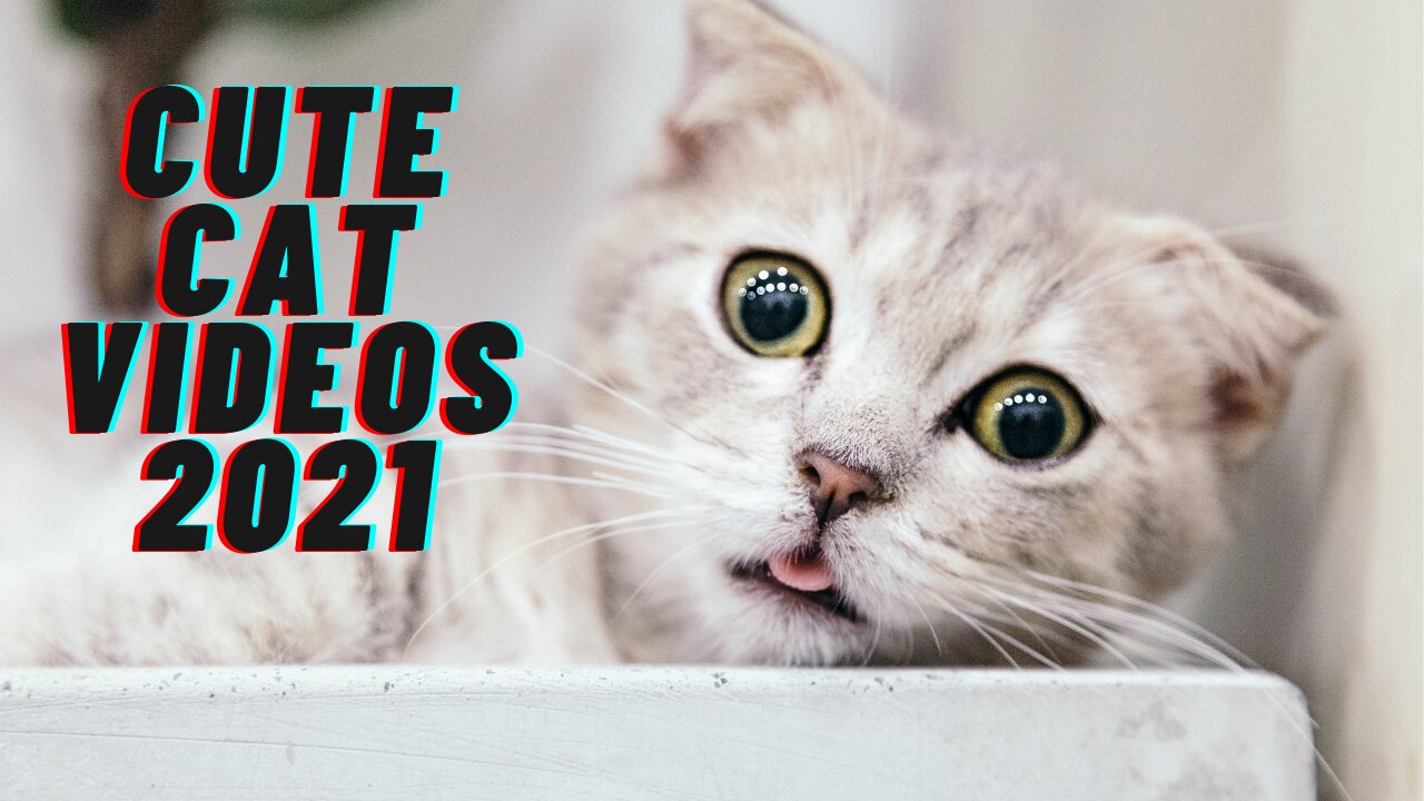 Funniest Pets of 2021 😂 - Cutest Animals Ever | Animal Lover