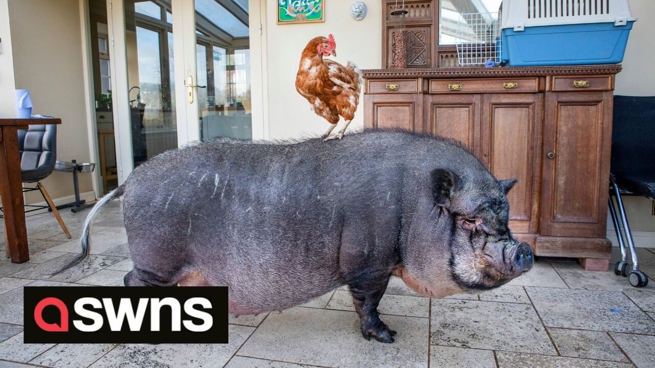 Unlikely pig-chicken friendship is cutest thing you'll see today