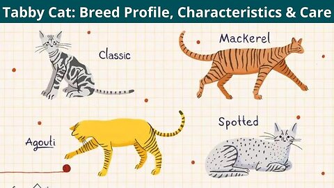 Tabby Cat: Breed Profile, Characteristics & Care