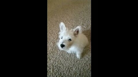 Nugget Slo-Mo bark