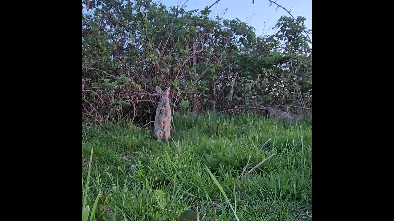 Fuzz Bunny