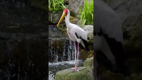 Yellow Billed Storks #shorts #short