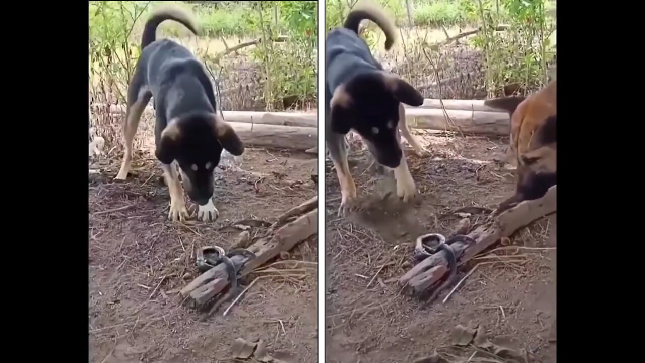 Dog x Snake