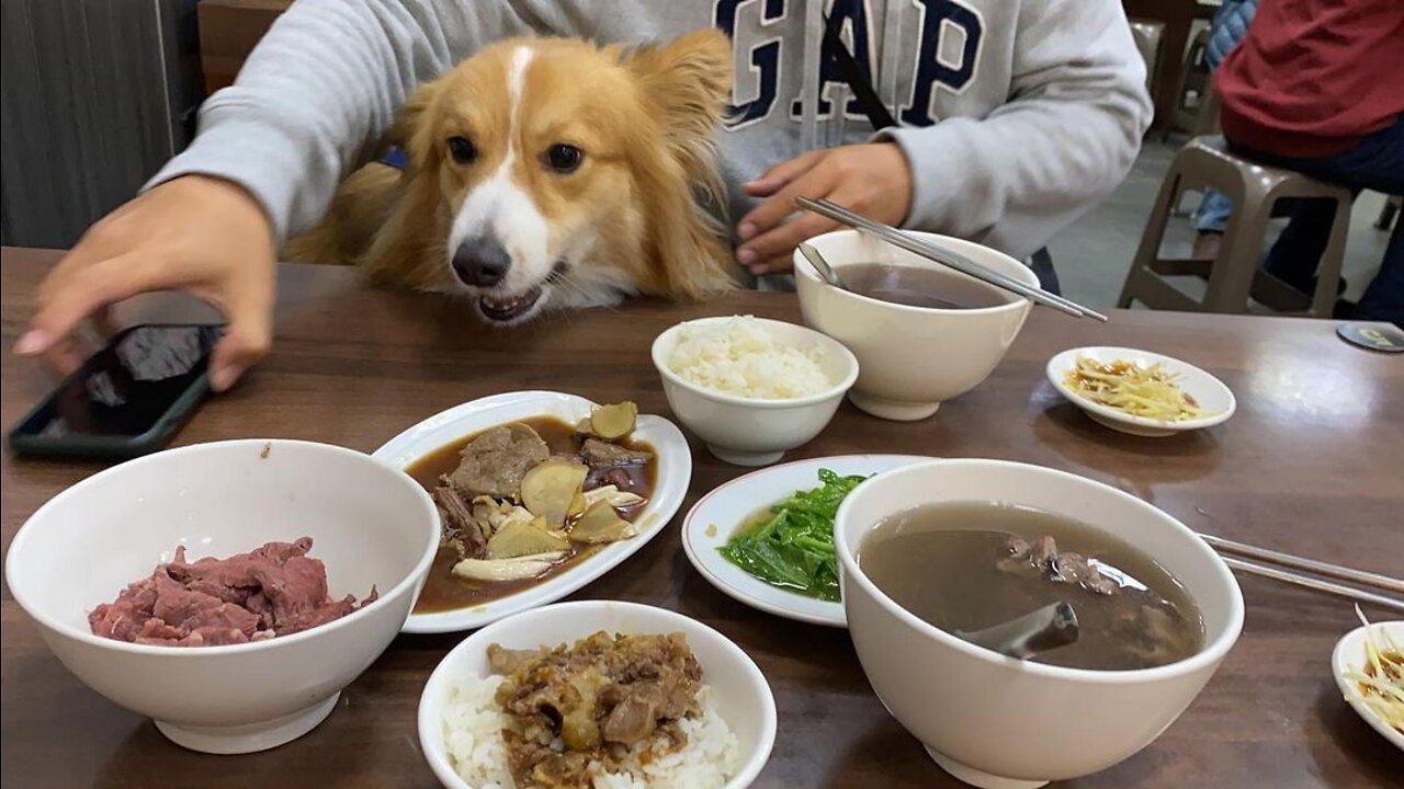 Corgi Eating Challenge! Adorable corgi foodies.