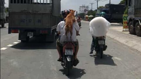 Avete mai visto un cane andare in scooter?