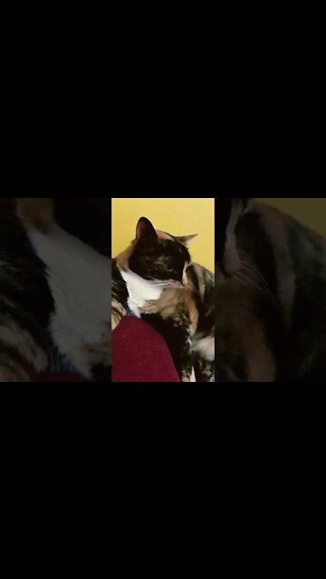 OS ENCOMODADOS… #shorts #pet #cat #meupet