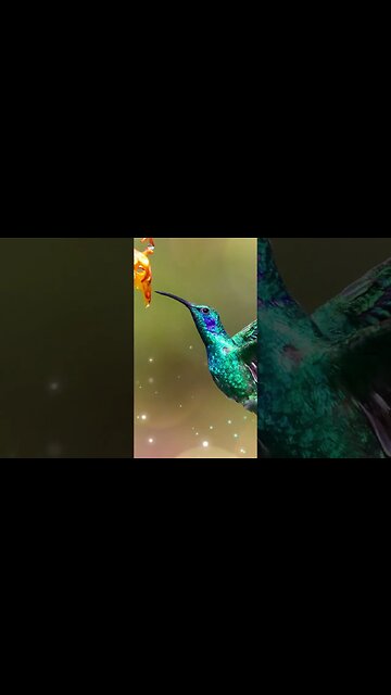 1 Minute Meditation I EMBRACE A GENEROUS LIFE #shorts #youtubeshorts #1minutemeditate #birdsound