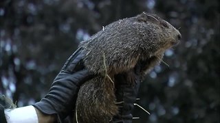 Groundhog doesn't see his shadow, predicting early spring