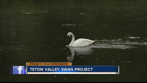 Teton Valley Swan Project