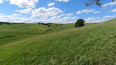 Blowing grasses of the Dakotas