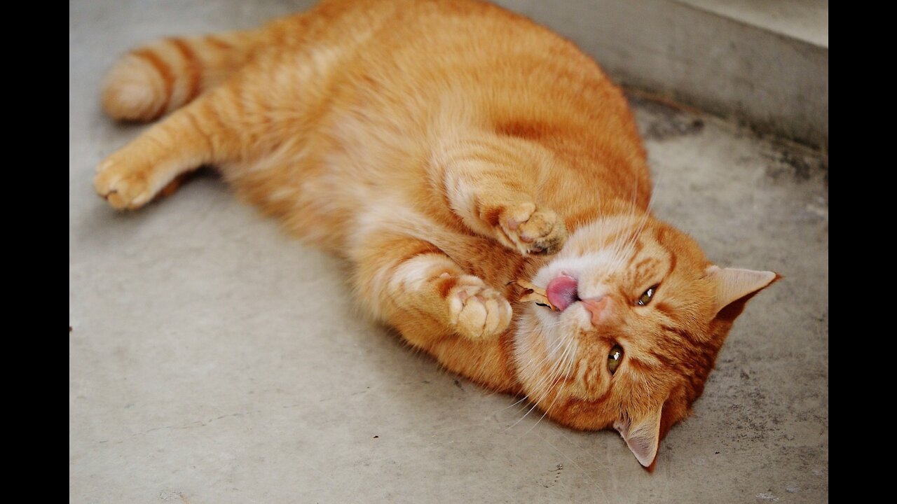 Funny Cats ✪ Cute Cats Video to Make You Laugh 😀