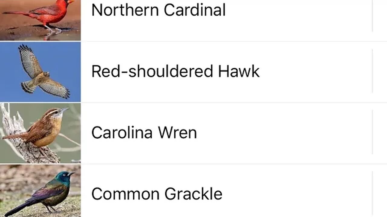 Birdsong in New England (With IDs)