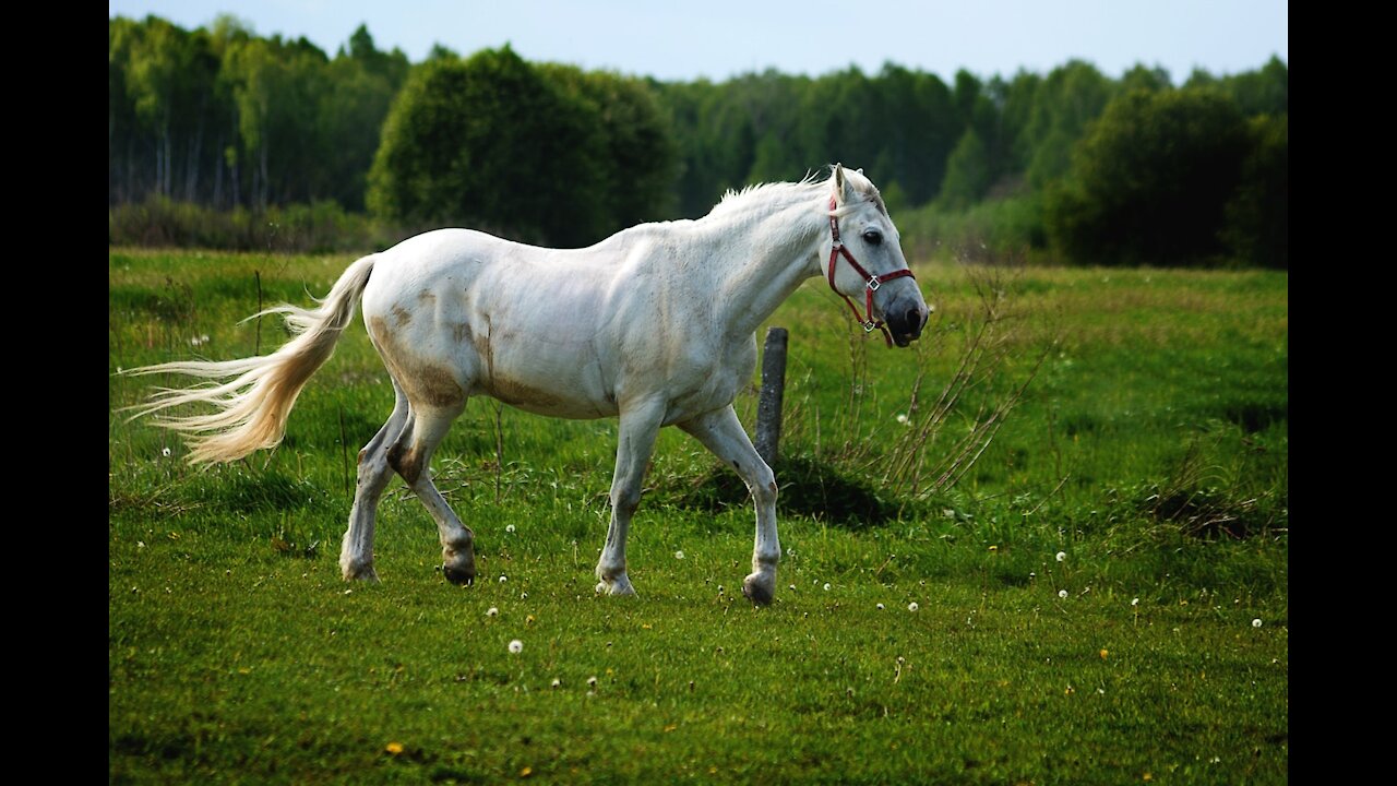 The wild horses that are rewilding