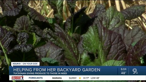 Palo Verde neighborhood resident harvests own produce to give to neighbors in need