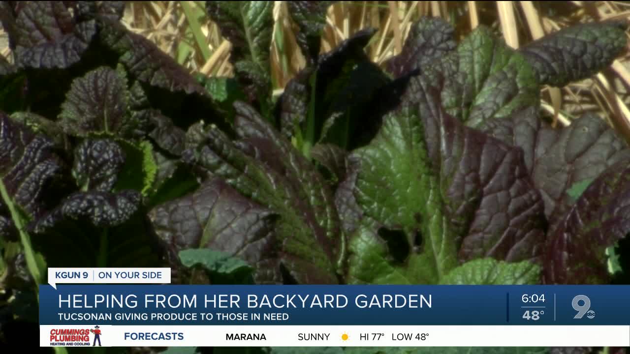 Palo Verde neighborhood resident harvests own produce to give to neighbors in need