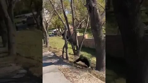 Situatia reala a armatei rusesti, aviz trolilor si propagandistilor putinisti