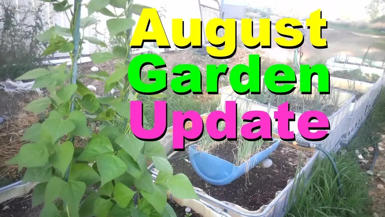 No. 724 – August Indoor And Outdoor Garden Update