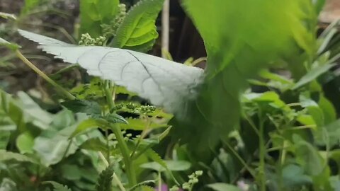 sing dizzy what to do tomorrow