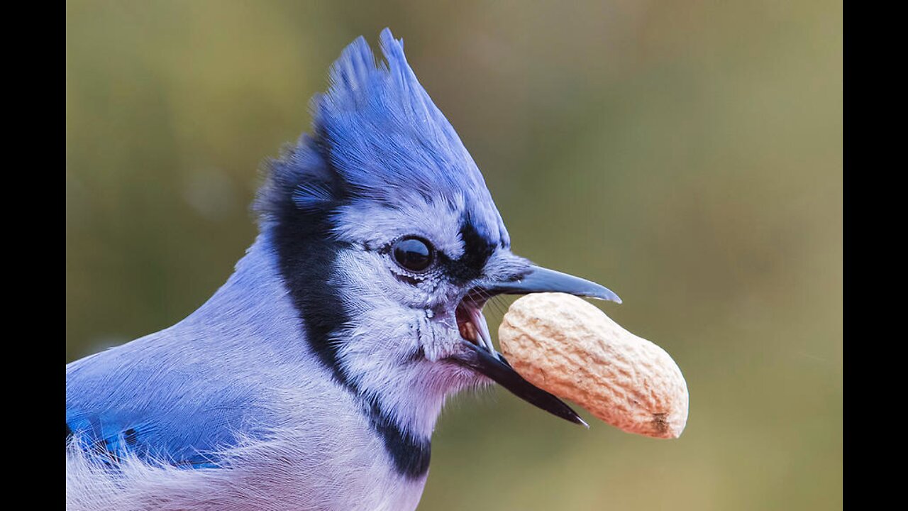 Hungry bird feed by a man / The bird asking help /