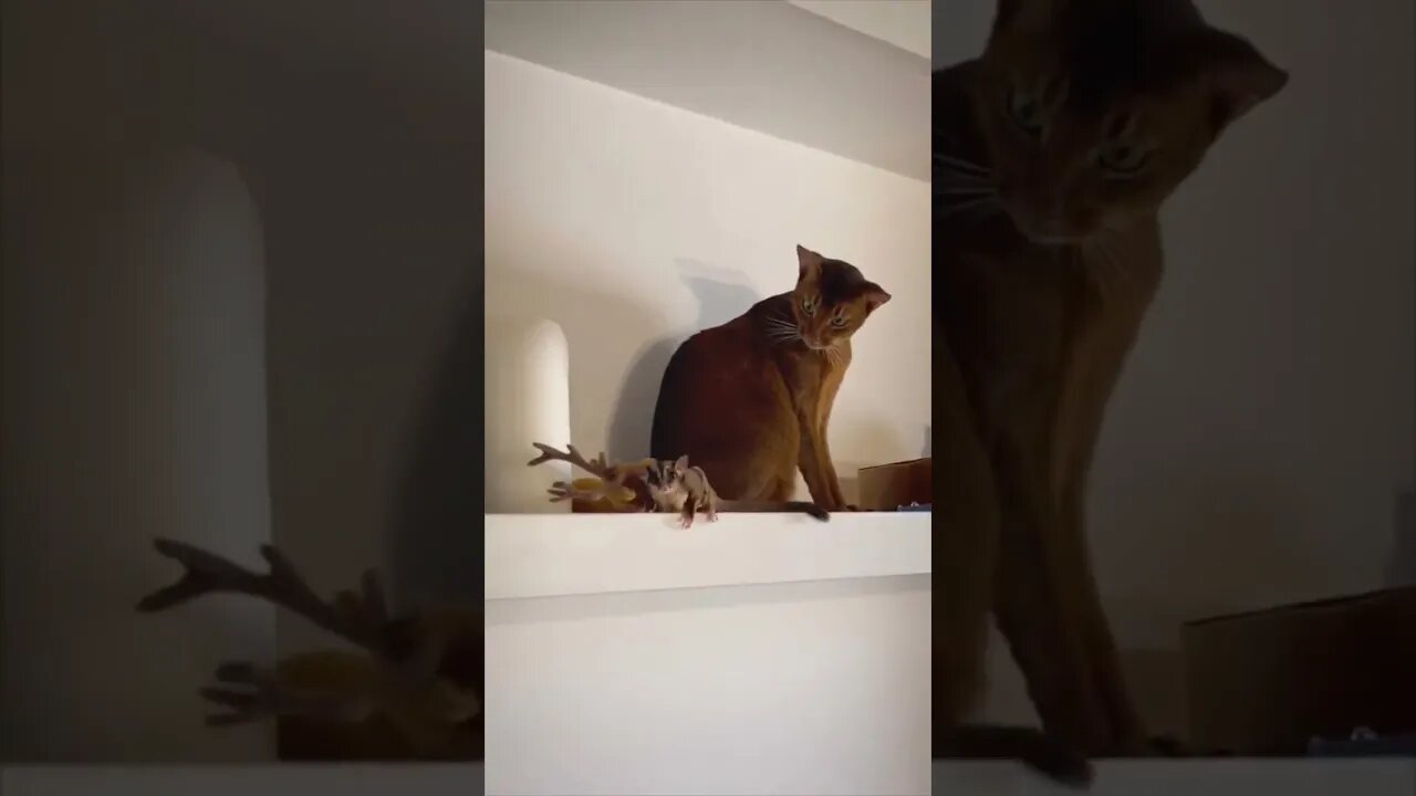 “What? You can fly?” 😂
