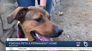 Pet of the Week: Cora