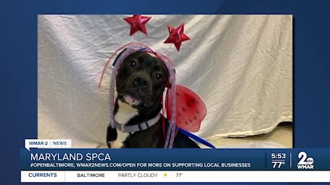 Jasmine the dog is up for adoption at the Maryland SPCA