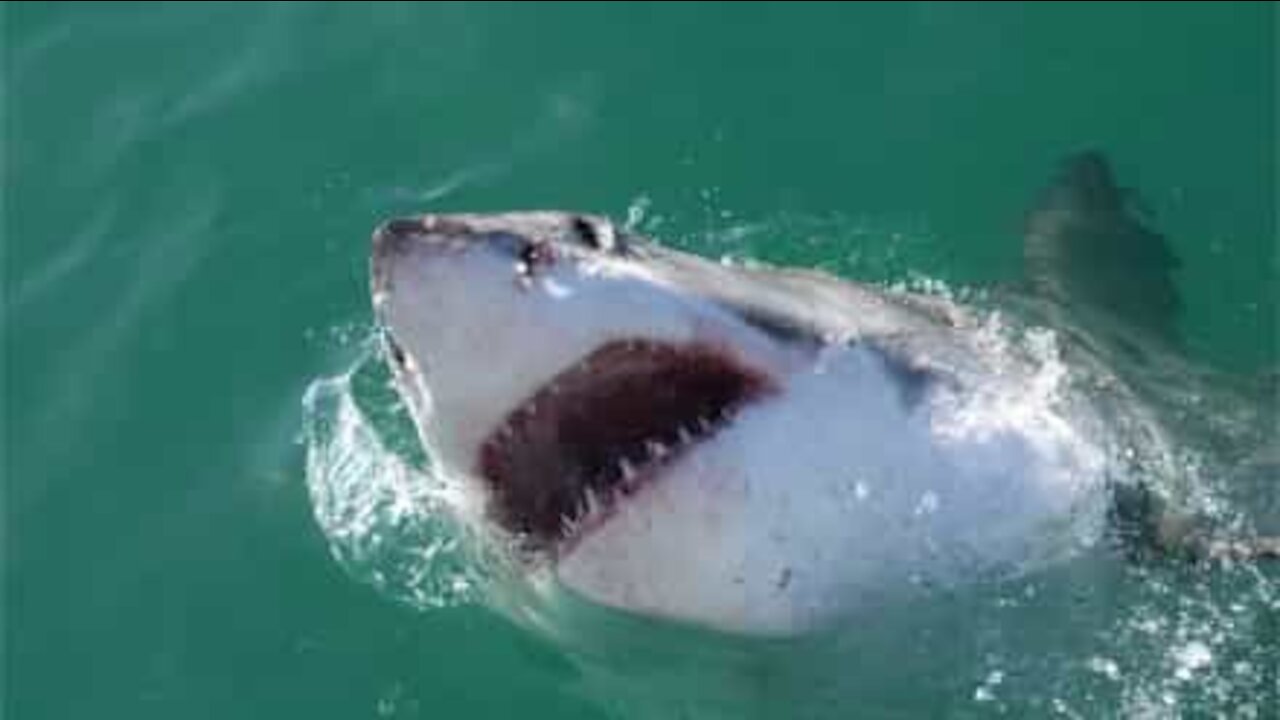 Un requin vole le poisson d'un pêcheur en Alaska