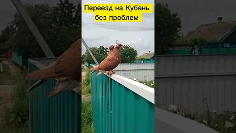Голуби ст Каневская/ Переезд на Юг/ЛЮБЫЕ СДЕЛКИ С НЕДВИЖИМОСТЬЮ:Продажа/покупка/аренда/обмен/подбор