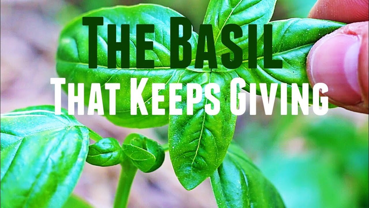 How to Prune Basil For A Continuous Supply