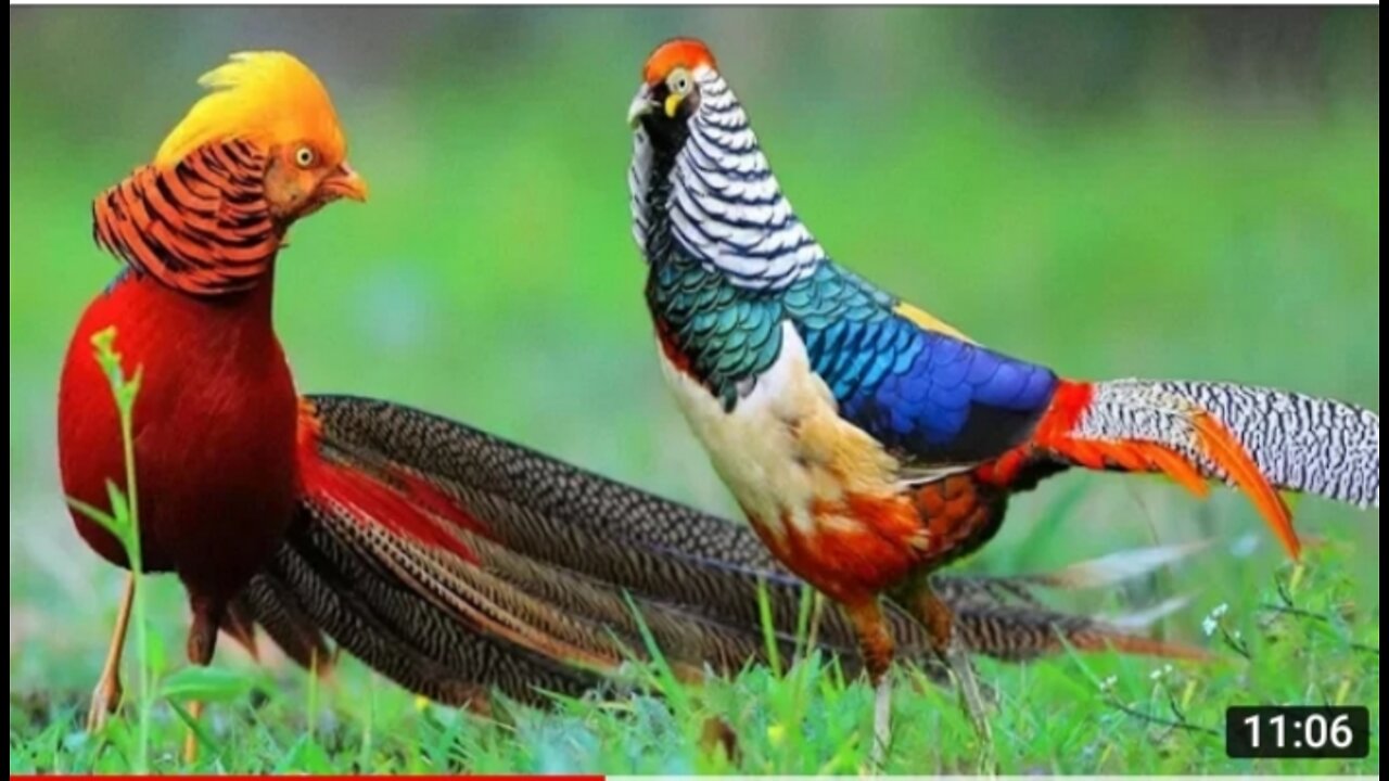 Beautiful Golden Pheasants and Wading Birds