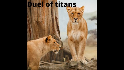 Impressive duels between wild animals