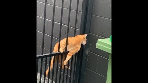 Two types of cat