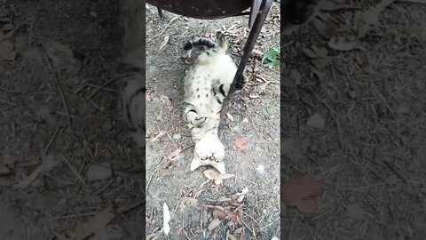 Skippy 5th November