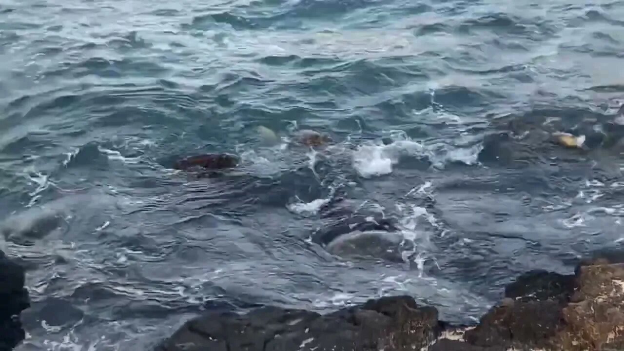 SURF’N TURTLES - “SEA” THE TURTLES PLAYING & DINING ON THE SOUTH KAUA’I SHORE, MAKAHŪʻENA POINT