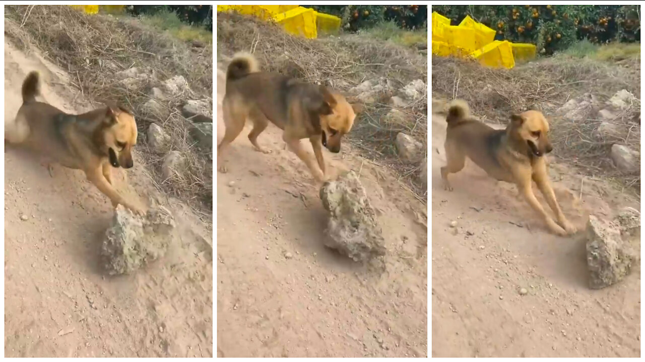 Dog has dooing a work. Transfer in Rock