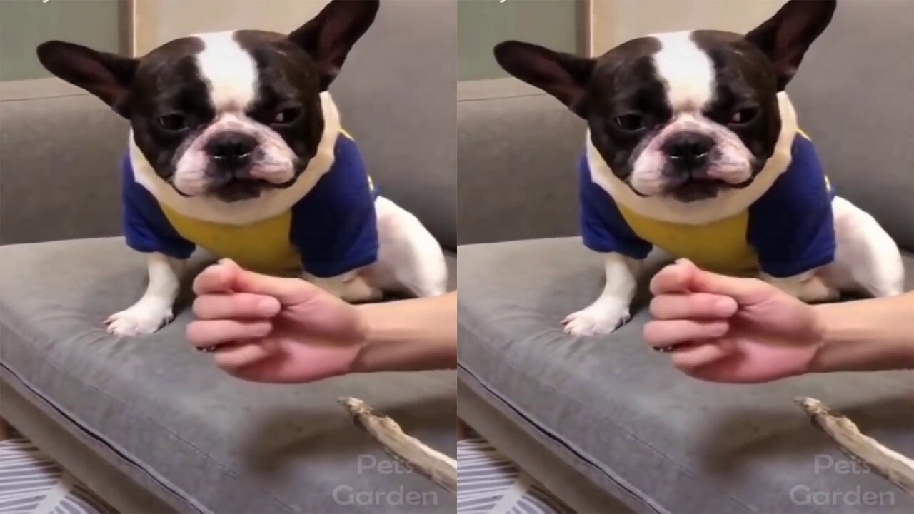 Owner Scaring Her Dog With Showing This LOL