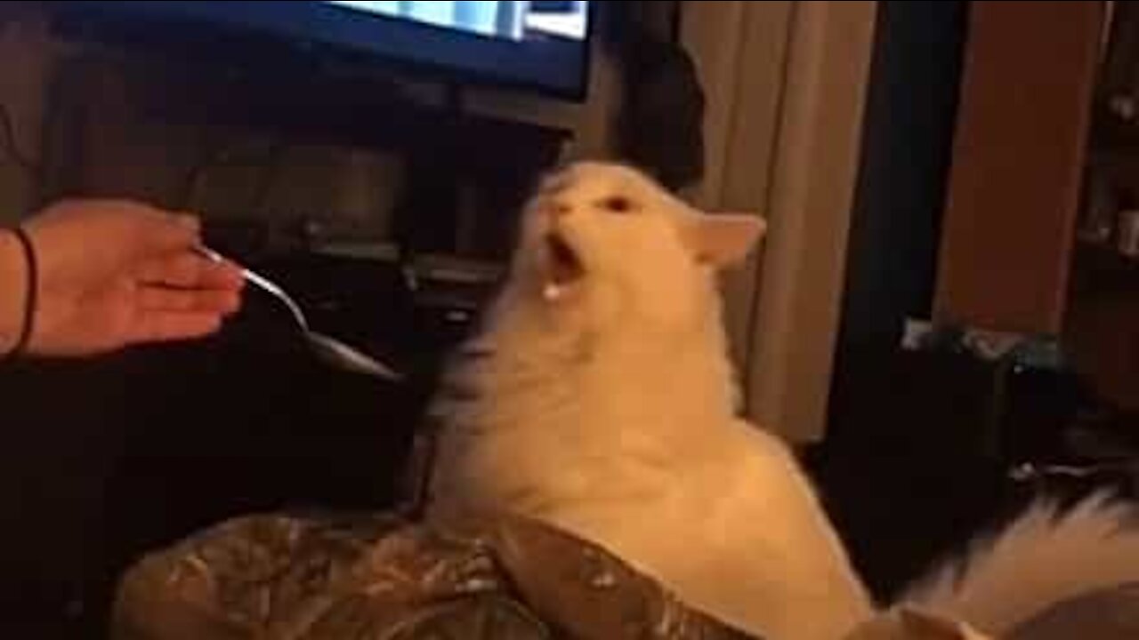 Gato fica paralisado ao provar um sorvete!