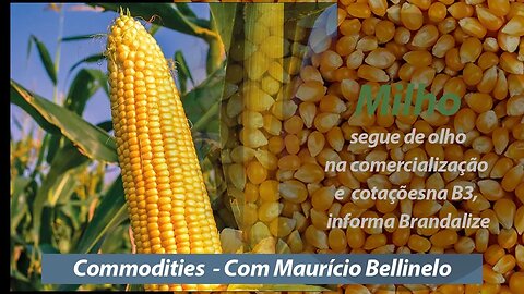 Milho segue de olho na comercialização e cotações na B3, informa Brandalize