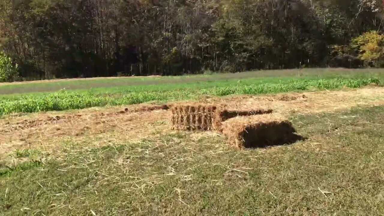 Time for honey locust to make room for a terrace