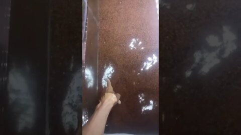 Ikan toman ganas
