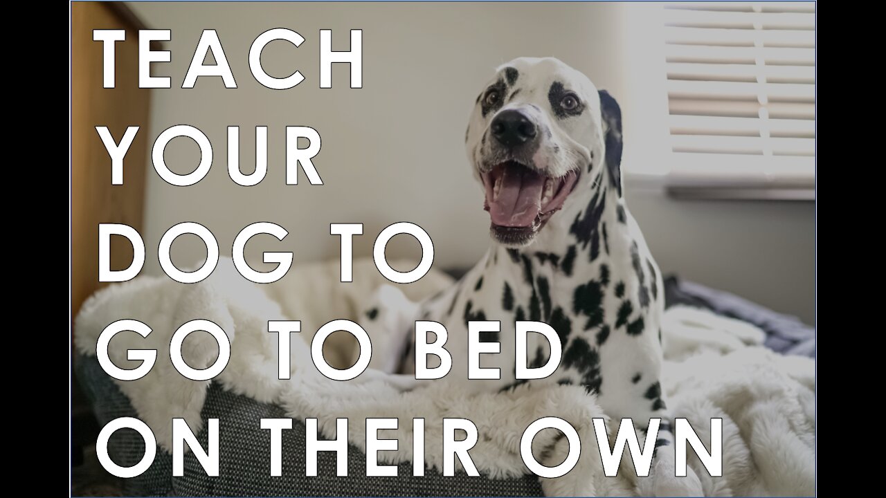 Training your dog to go to their bed ON COMMAND!