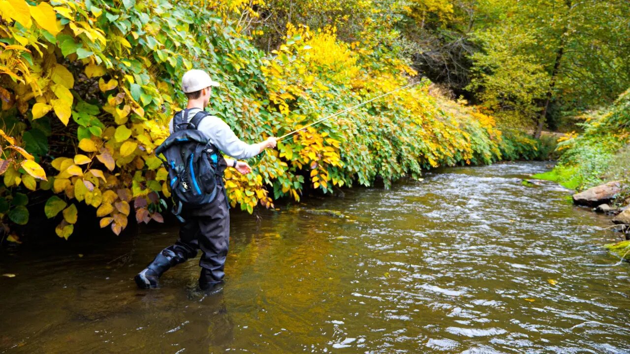 I caught a TON OF TROUT out of this creek! (First time Euro Nymphing)