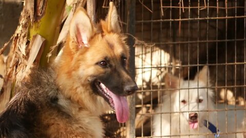 German shepherd sitting on ground with tongue out