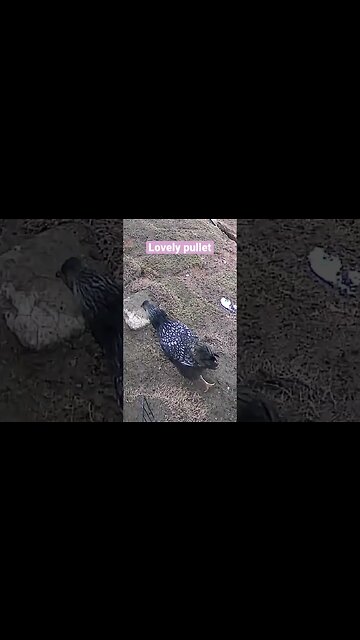 Farm cameras monitoring chickens