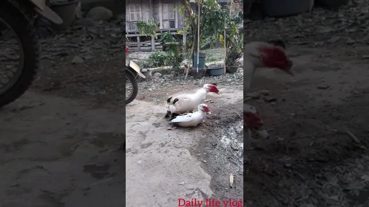 oh my god what are you two swans on top of each other