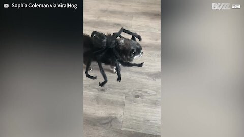 Cãozinho idoso usa fato hilariante de aranha!