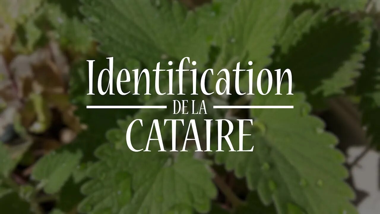 Cataire son identification🍃😀 : #plantesmedicinales #herboristerie