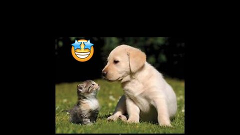 What happen when dog and cat met together ?